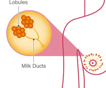 Breast Anatomy - National Breast Cancer Foundation