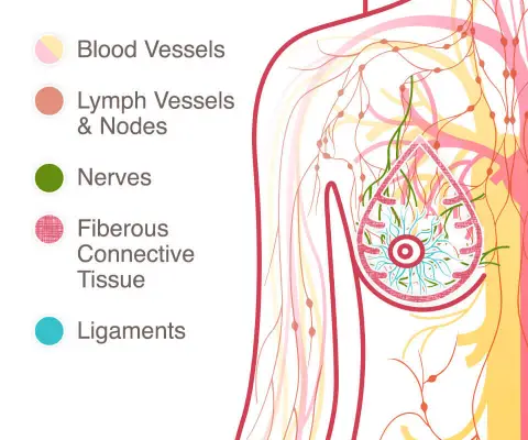 Breast Anatomy - National Breast Cancer Foundation