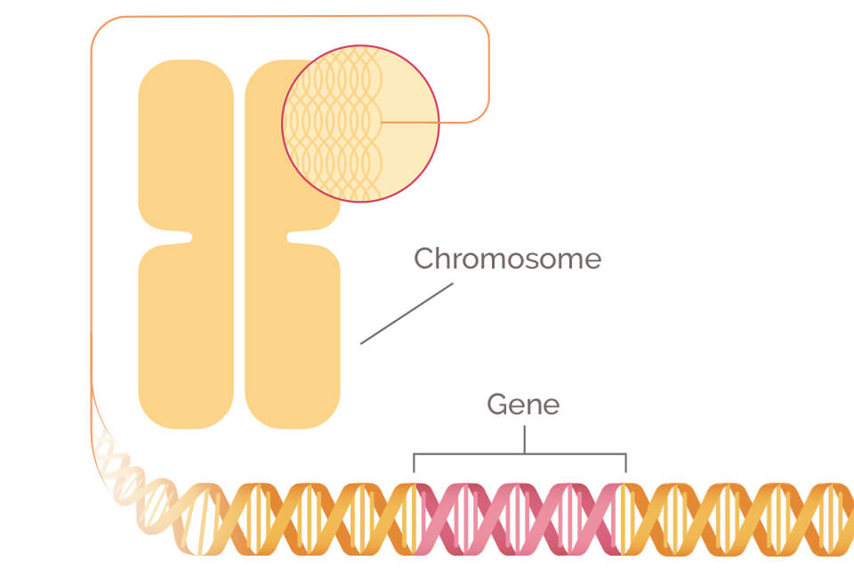 Whats the chance of every mutation?